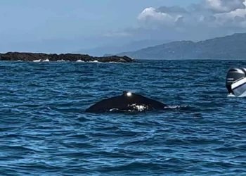 Come vedere le balene in Costa Rica