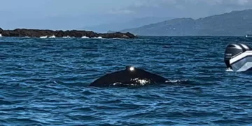 Cómo ver ballenas en Costa Rica