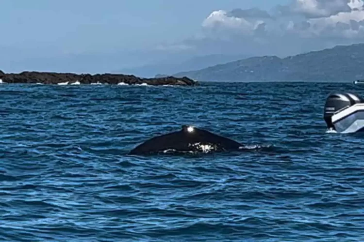 Cómo ver ballenas en Costa Rica
