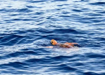 Cosa vedere in Costa Rica Tartarughe Marine