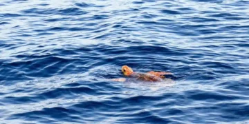Cosa vedere in Costa Rica Tartarughe Marine