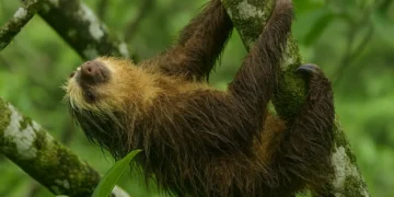 Parco Nazionale Corcovado