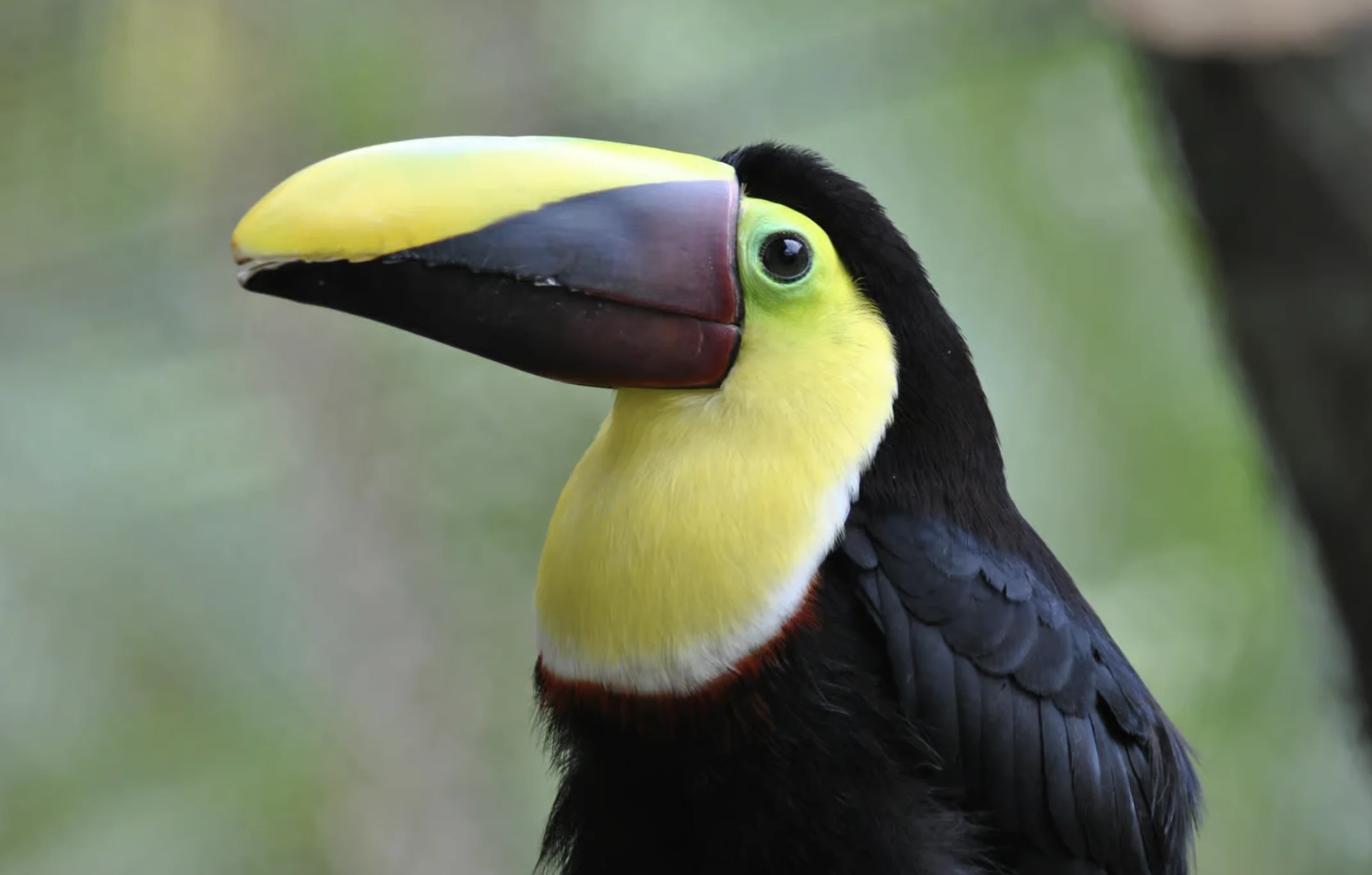 Safari a La Fortuna